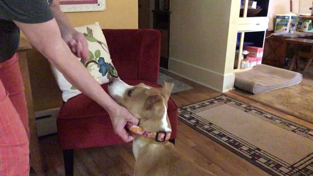 Collar grabs with Zelda

